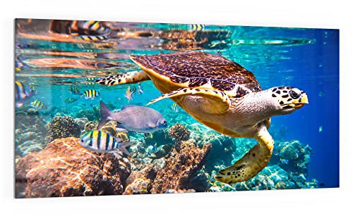 DEQORI Küchenrückwand Glas | Motiv Meeresschildkröte nah | 100x50 cm | Bad- oder Herd-Rückwand | Herdblende Spritzschutz für Küche & Badezimmer | moderne Deko für Fliesenspiegel