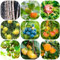 Juego de 405 piezas de semillas de frutas - árbol frutal regalos inusuales plantas raras semillas de frutas orgánicas, árboles frutales enanos regalos sostenibles árboles frutales en espaldera