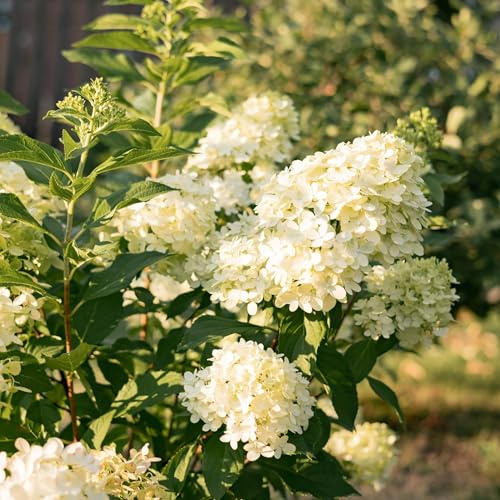 GreenboutiQ - Rispenhortensie - Hydrangea panniculata Limelight - Blüte Creme Weiß - 3 Pflanzen - 1 m2 - Laubabwerfend - Große Blüten - Topf 17cm Höhe 50cm