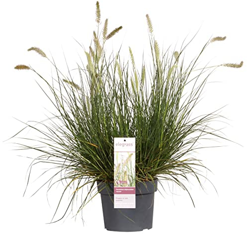 Pennisetum 'Hameln' - Lampenputzergras - Ziergras - Pflegeleicht - ⌀ 19 cm - 35-45 cm