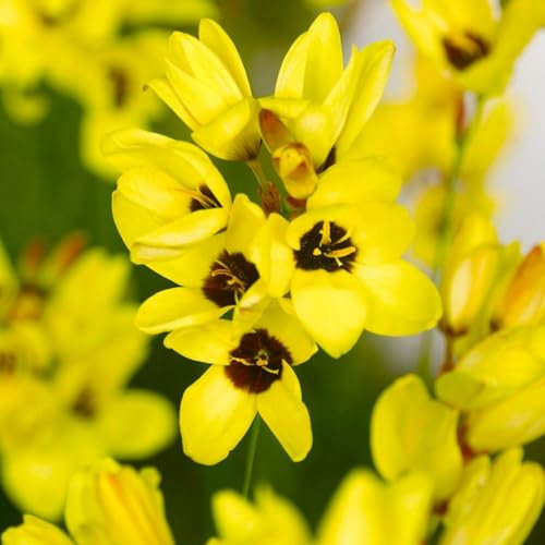 Carbeth Plants - 40 x Ixia Yellow Emperor Spring Bulbs - African Corn Lily Herbaceous Perennial Flower Corms - Garden Bulbs for Planting Outdoors - Grow in Beds, Borders and Patio Pots
