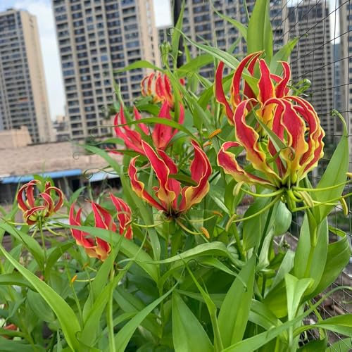 Bulbos de lirio de fuego - bulbos de flores, planta trepadora gloriosa superba - plantas en macetas resistentes al exterior plantas para lugares soleados Plantas perennes resistentes 2pcs