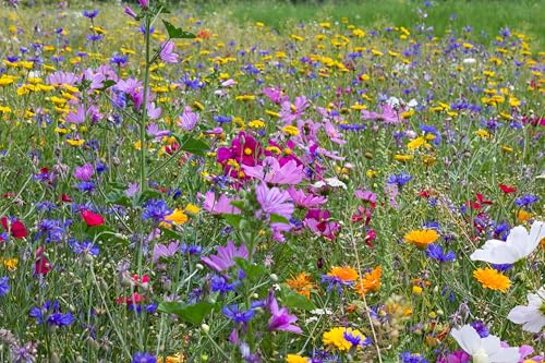 Blumenwiese mit über 70 Blumenarten und Wildkräuterarten, insektenfreundliche Blühwiese, Bienenweide, ein- und mehrjährige Arten für Schmetterlinge, Bienen & Hummeln (200qm = 200 Gramm)