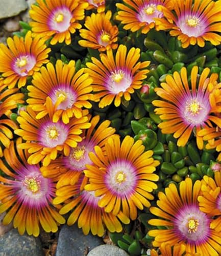 BALDUR Garten 15x Bodendecker Delosperma 'Fire Spinner®' Eisblumen, Pflanzen im 9x9 cm-Topf, Steingarten, winterharte Staude, trockenresistent, mehrjährig, bienenfreundlich, blühend