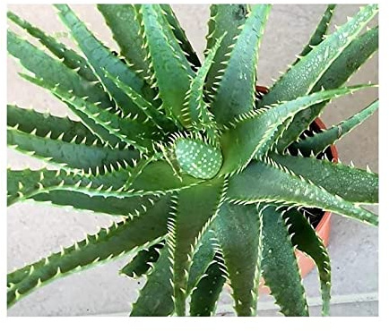 Stk - 5x Aloe Mischung Mix Sukkulenten Zimmer Garten Pflanzen - Samen K536 - Seeds & Plants Shop by Ipsa