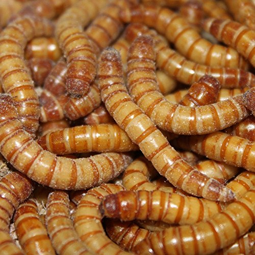Mehlwürmer 2 x 1 Kg Frischfutter im Netz Lebendfutter SAHAWA Igel,Vogel,Reptilien