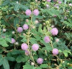MIMOSA PUDICA SENSITIVA NR.50 SEMI
