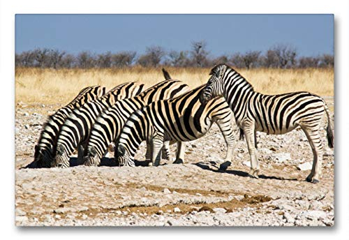 CALVENDO Burchell Zebras an einem Wasserloch im Etosha National Park