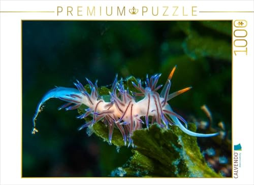 CALVENDO Puzzle Nacktschnecke im Mittelmeer | 1000 Teile Lege-Größe 64 x 48 cm Foto-Puzzle für glückliche Stunden