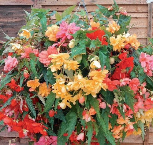Just Seed - Flower - Begonia - Illumination Mixed F1-50 Pelleted Seed - Large Pack