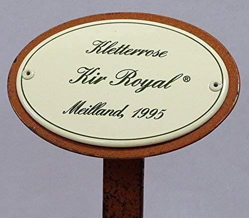 linoows Rosenschild, Rosenstecker Emaille, Kletterrose: Kir Royal, Meilland 1995