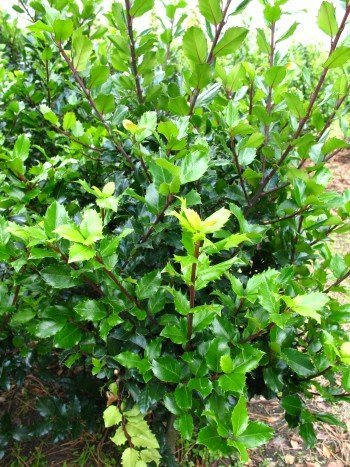 Plantenwelt Wiesmoor Stechpalme Blue Prince, 60–80 cm hoch, Ballen | Männliche Sorte; als Bestäuber für passende weibliche Stechpalmen geeignet, trägt selbst keine Beeren; immergrün