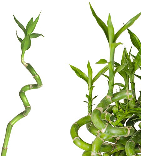 5x Lucky Bamboo Glücksbambus - 100cm GEDREHT Bambus Zimmerbambus Gluecksbambus Zimmer Deko Bam Boo dracaena sanderiana Zimmerpflanzen Glücksbambus Pflanze echt