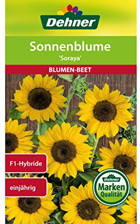 Dehner Blumen-Saatgut, Sonnenblume Soraya, 5er Pack (5 x 6 g)