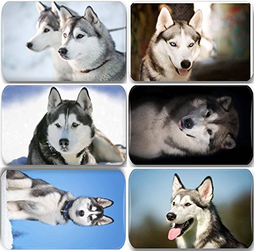 Merchandise for Fans Siberian Husky/Alaskan Malamute/Schlittenhund - 6 rechteckige Kühlschrankmagnete 7X 4,5 cm - 02 für Memoboard Pinnwand Magnettafel Whiteboard