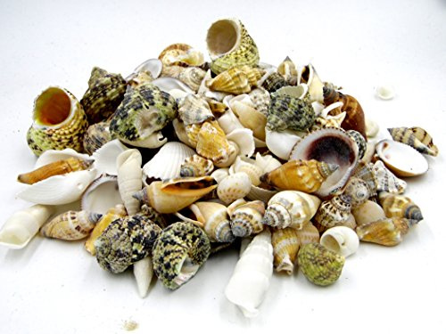 Muschelmix ca. 500g - die maritime Dekoration - Streudeko -tropiesche echte Meeres-Muscheln aus der ganzen Welt