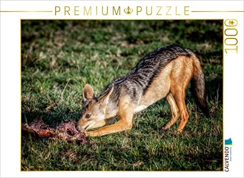 CALVENDO Puzzle Mittagessen Schakal | 1000 Teile Lege-Größe 64 x 48 cm Foto-Puzzle für glückliche Stunden