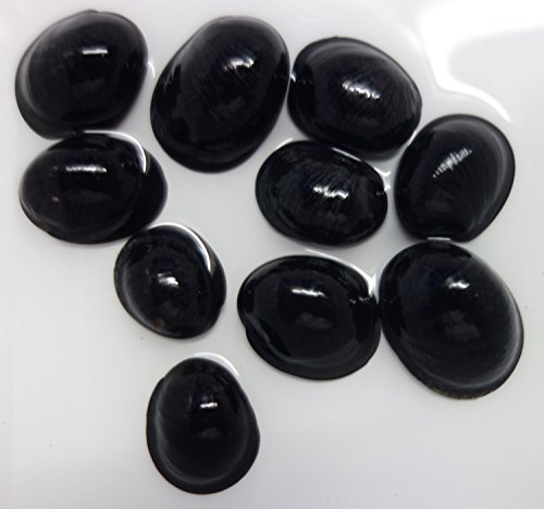 10 Stück Helmschnecke / Anthrazit-Napfschnecke (Die Algenfressmaschine) Neritina / Natürliche Algenbekämpfung für Aquarien von 80-120 Liter