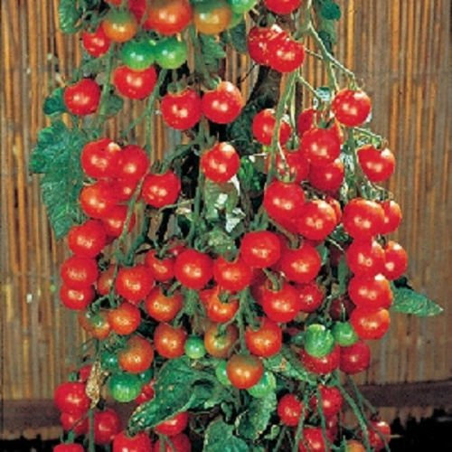 50 Tomate sät Süße Million Tomate Seeds 65 Tage