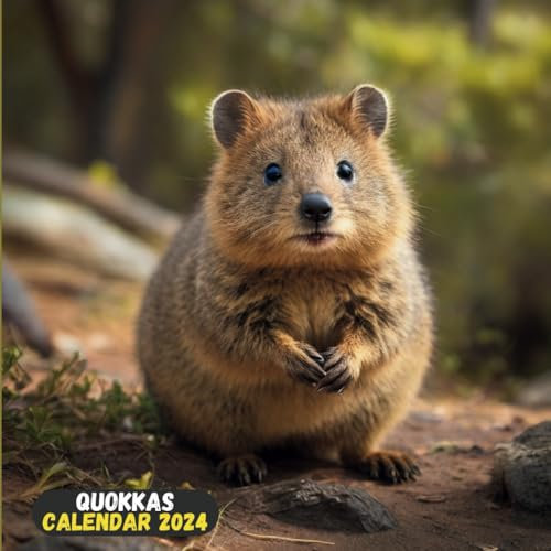 2024 Quokkas Calendar: Cute 12 Month Quokkas Full Size 8.58.5, from January 2024 - December 2024 ,Home & Office Organizer