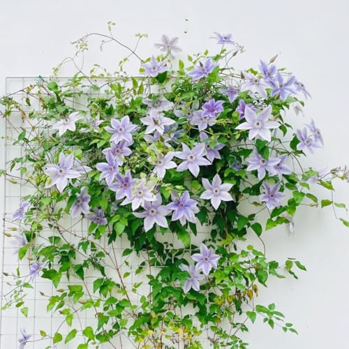 Clematis Plants UK-Perennial,Professional for Brilliant Garden Displays-15 Bulbs-B