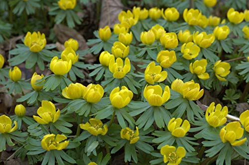 Samen Paket: 12: Eranthis Hyemalis (Winling) Knollen Hardy Dwarf Stau Auf b