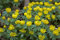 Samen Paket: 12: Eranthis Hyemalis (Winling) Knollen Hardy Dwarf Stau Auf b