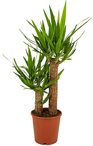 ZynesFlora Yucca Palmier en pot de 19 cm - Hauteur : 80-90 cm - Plante d'intérieur la plus populaire Yucca Plante de bureau facile à entretenir