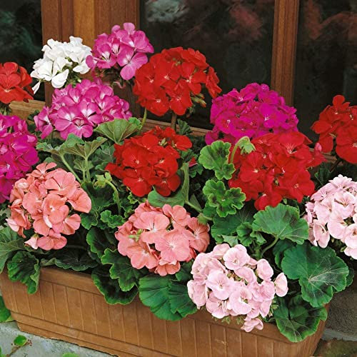 Sobre de Semillas de Geranio Zonal Pelargonium Zonale Mix Color
