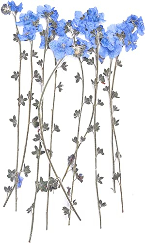YoothBro 50 Stück Blaue Vergissmeinnicht-Blumen mit Stiel, Vergiss-Mich-Nicht-Blumen aus Echten Getrockneten und Gepressten Naturblumen für DIY-Kunsthandwerk mit Harz