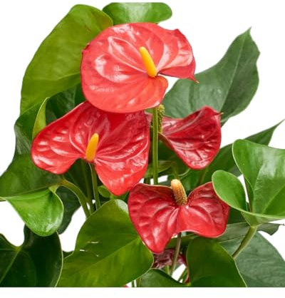 Anthurium Rojo Planta Natural de Interior con Flores Rojas Elegante y Fácil de Cuidar