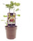 Ficus Brown Turkey - Plante de figue - 30-40cm - Ø15cm - Plante de jardin