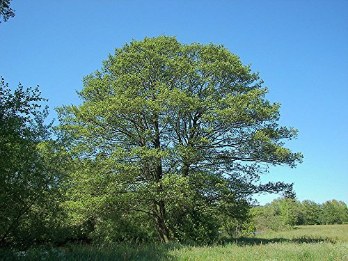 Schwarz-Erle -Alnus glutinosa- Samen - Mengenauswahl- (1.000)