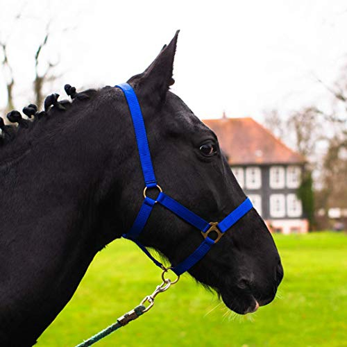 Halfter für Pferd Warmblut, Vollblut, Kaltblut – Stallhalfter, Weidehalfter, 2 Fach verstellbar an Kinnriemen und Genickstück, sicher & reißfest (Royal-Blau, Warmblut (Full))