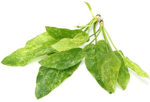 K2AQUA 2 X Echinodorus Marble Queen Amazon Sword Live Aquarium Plant Unique Green and White Marbled Leaves Easy Care Low Maintenance Midground Background Freshwater Tank Beginner Friendly