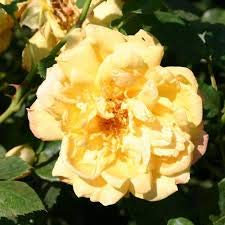 Climbing Rose Goldfassade, Garden Plants & Flowers