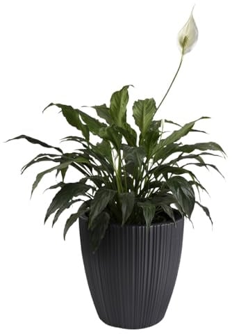 B2C Flowerpot Ridged Planter with removable insert Indoor Outdoor Modern Vertical grooves textured for home office patio garden decoration (Dark Grey, W40cm x H40cm)