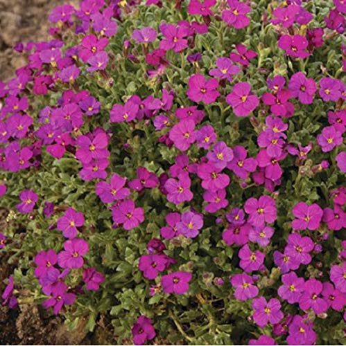 6 x Blaukissen 'Cascade Red' - Aubrieta 'Cascade Red' Topf 9x9cm: Rote Polsterblumen, kaskadenartiger Wuchs, wintergrün.