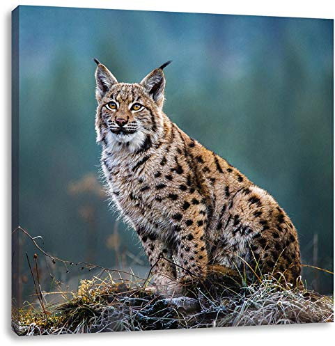 Pixxprint Europäischer Luchs auf Wiese, Größe: 40x40 cm, Leinwandbild Quadratisch, Wandbild, Kunstdruck, fertig bespannt