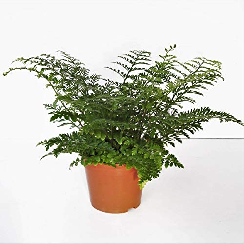 Asplenium 'Parvati' 25 cm - Nestfarn/Streifenfarn - Pflegeleichte Grünpflanze für Wohnung & Büro - Langlebig, Luftreinigend & Dekorativ