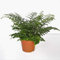 Asplenium 'Parvati' 25 cm - Nestfarn/Streifenfarn - Pflegeleichte Grünpflanze für Wohnung & Büro - Langlebig, Luftreinigend & Dekorativ