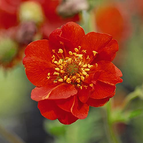 Geum Mrs Bradshaw Garden Plant Hardy Perennial Flowering Garden Plants Easy to Grow Your Own 6X Plug Plant by Thompson and Morgan (6)