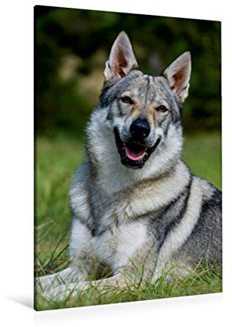 CALVENDO Faszination Wolfhund