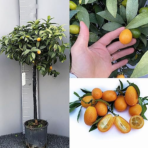 SAVINI VIVAI Kumquat Plante, Mandarin Chinois Kumquat Agrumes, en Pot de 24 cm Hauteur 90-110 cm 3-4 Ans de Greffage,