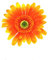 Broche avec très grande fleur de tournesol artificielle de marque Zac’s Alter Ego® - orange -