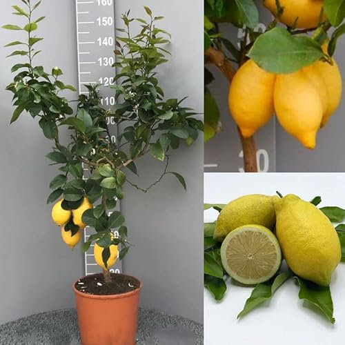 SAVINI VIVAI Pianta di Limone Albero Agrumi Lunario Limone ad Alberello in Vaso da 28 cm altezza 110-130 cm 4-5 Anni di innesto Made Italy