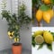 SAVINI VIVAI Pianta di Limone Albero Agrumi Lunario Limone ad Alberello in Vaso da 28 cm altezza 110-130 cm 4-5 Anni di innesto Made Italy