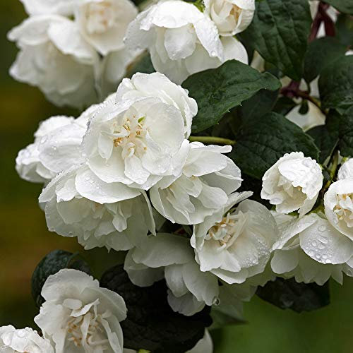 You Garden - 1 x Philadelphus Virginal - Mock Orange Plant in a 2-3L Pot - Beautiful White Blossom Tree for Gardens Supplied as 1 x Establsihed Plant Ready to Plant Out Now