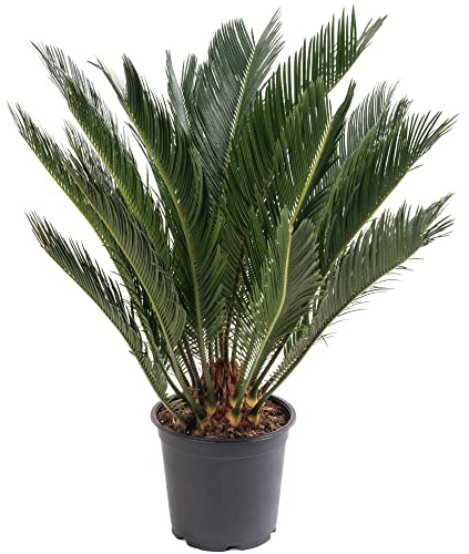 Palmier Sago, grande plante d'intérieur, véritable arbre persistant, haut, grand, exotique et rare.
