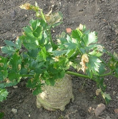 500 semi di semi di rapa Gigante Praga Sedano Rapa Giardino